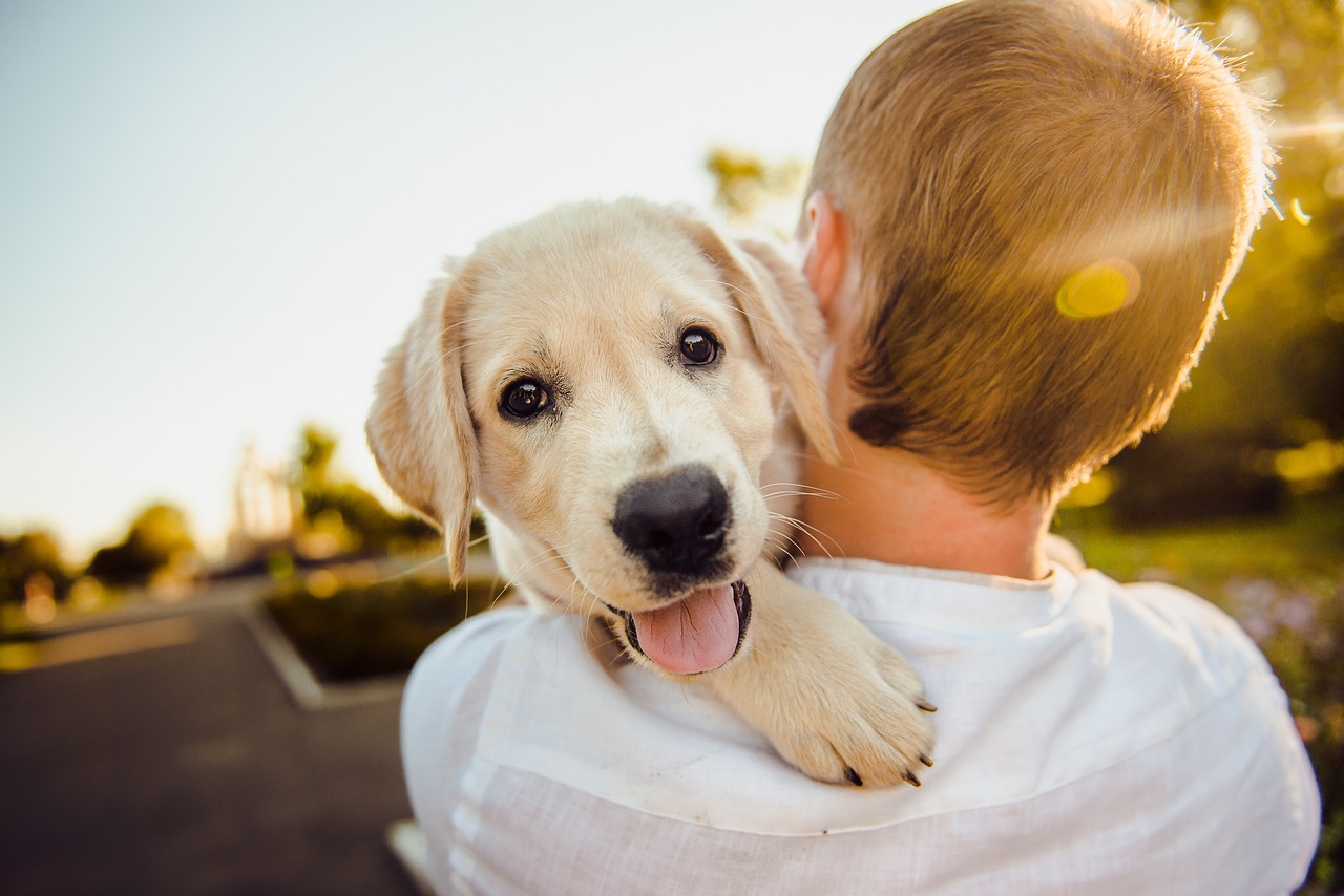 huile de CBD pour les animaux domestiques